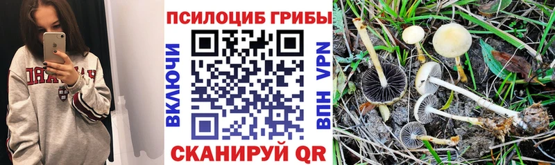 блэк спрут как войти Бирюсинск Галлюциногенные грибы Psilocybe хочу