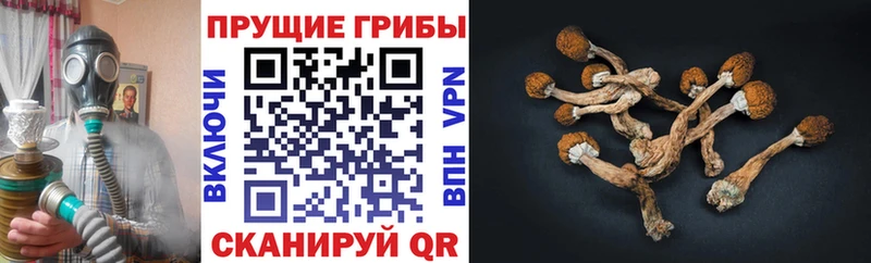 Псилоцибиновые грибы Magic Shrooms Бирюсинск